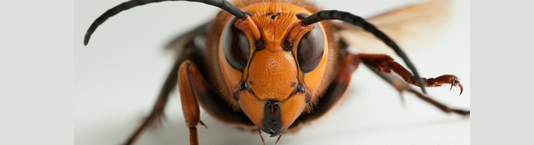 Dedetização de Vespas  24 HORAS